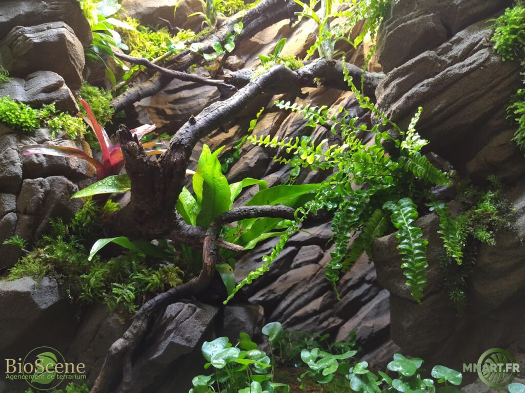 [En cours] Terrarium tropical arboricole pour H.lunula