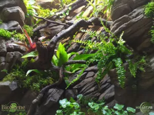 terrarium 70x60x100 mnart haut de gamme made in alsace reptile plantes decor arboricole arboricole nature at home bioscene