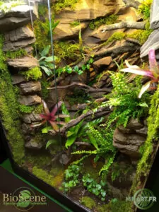 terrarium 70x60x100 mnart haut de gamme made in alsace reptile plantes decor arboricole sur mesure bioscene