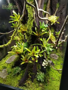 terrarium 80x80x80 mnart decor tropicale made in alsace dendrobates plantes haut de gamme meuble arboricole sur mesure bioscene