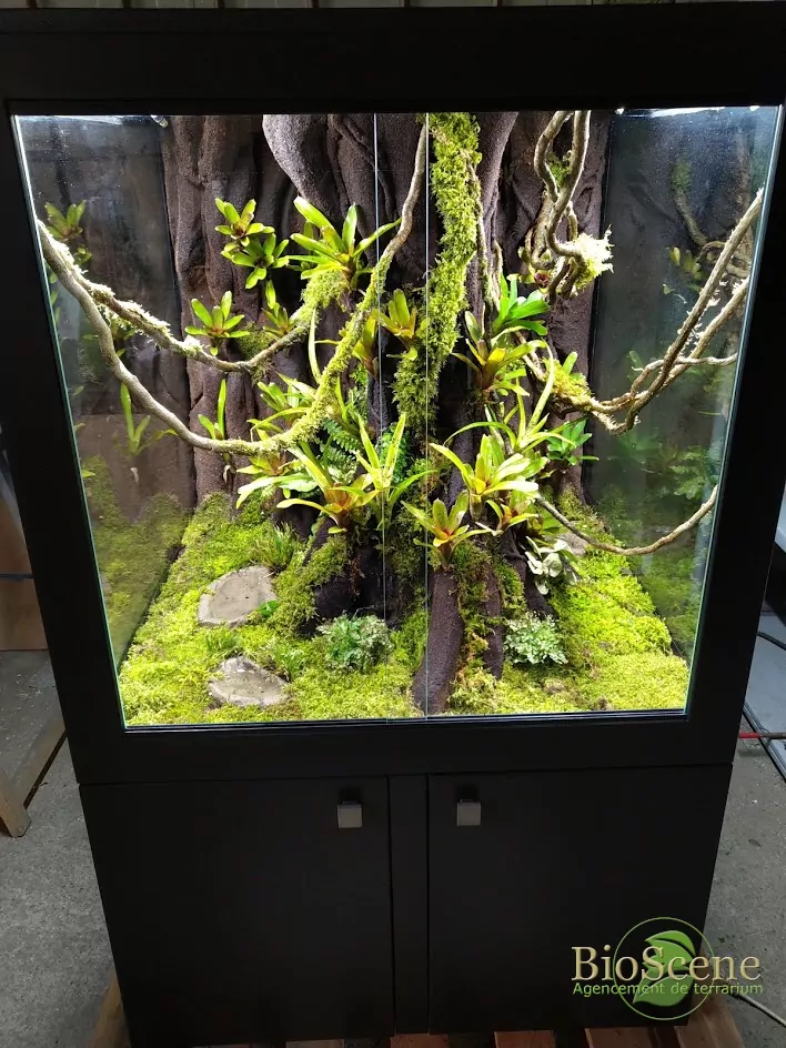 terrarium 80x80x80 mnart decor tropicale made in alsace dendrobates plantes haut de gamme meuble sur mesure fabricant bioscene