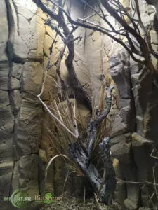 terrarium arboricole desertique 70x60x100cm bioscene mnart